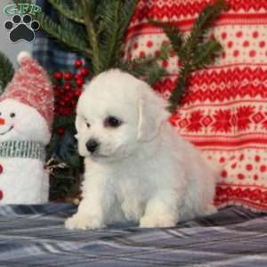 Jasper, Bichon Frise Puppy